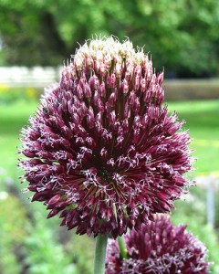 Allium Forelock_0x300.jpg